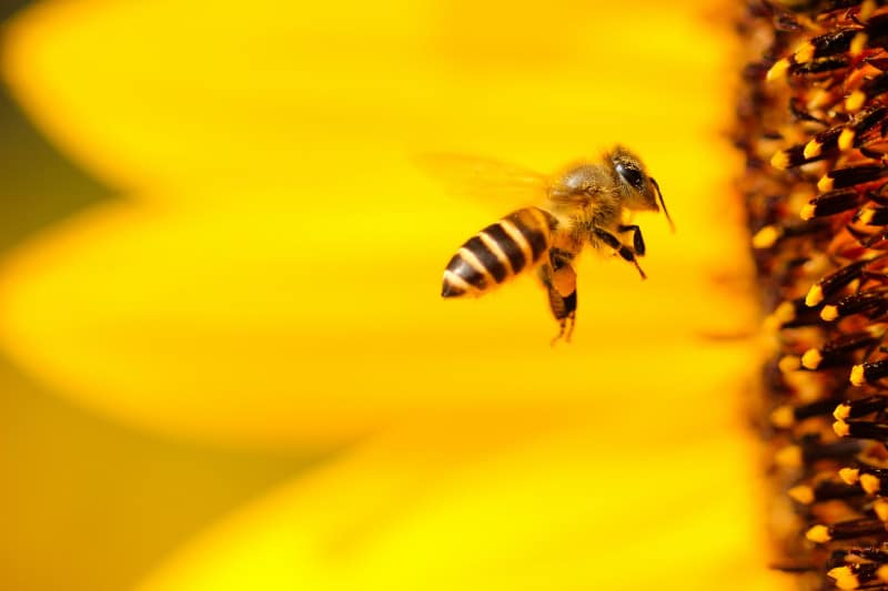 sustainable cosmetics burts bees 
