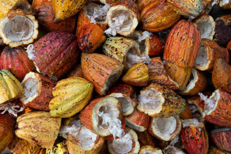 cocoa sustainable beauty brand