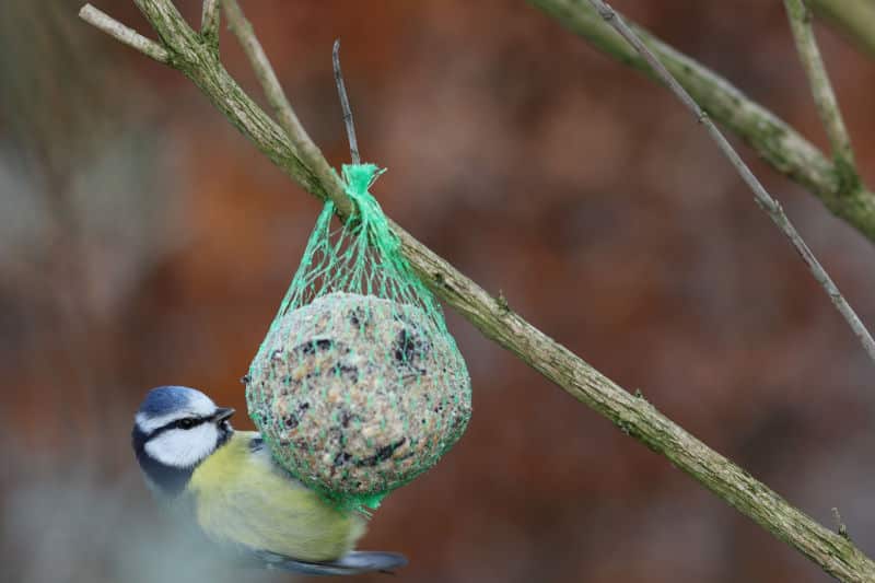 bird feeder for your garden