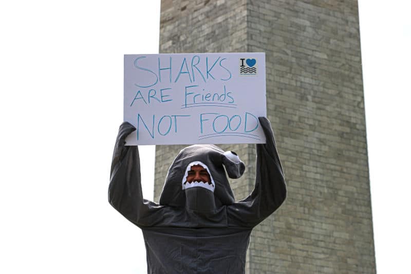 save the oceans endangered sharks