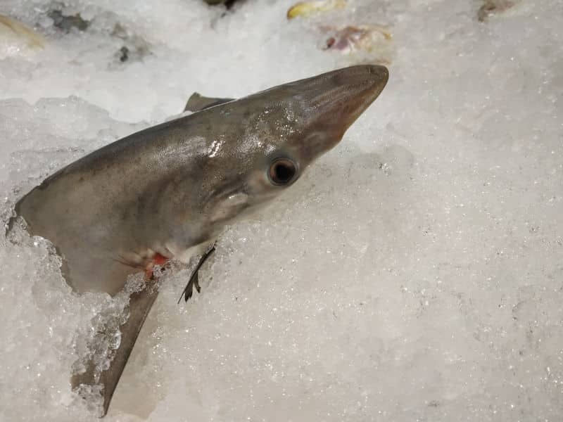save the oceans shark