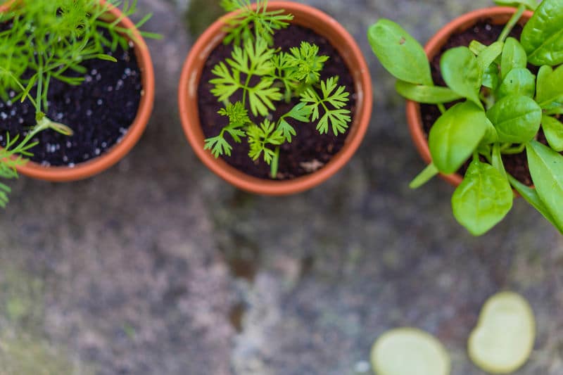 sustainable-herb-pots