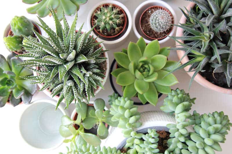 sustainable succulents