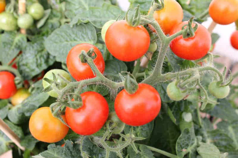 sustainable-tomatos