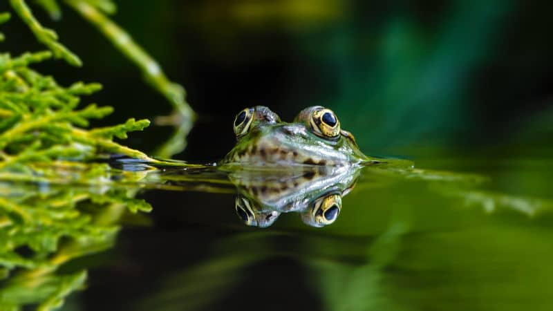 wildlife frog in eco garden