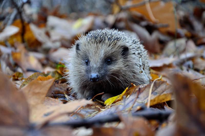 wildlife hedgehog in garden