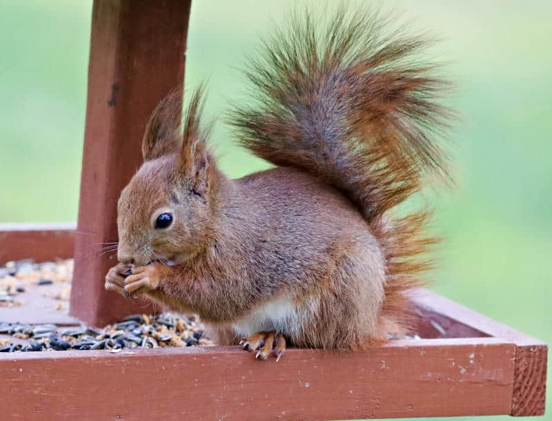 wildlife squirrel food