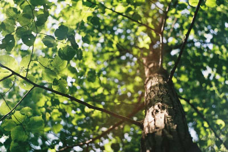 wildlife garden tree