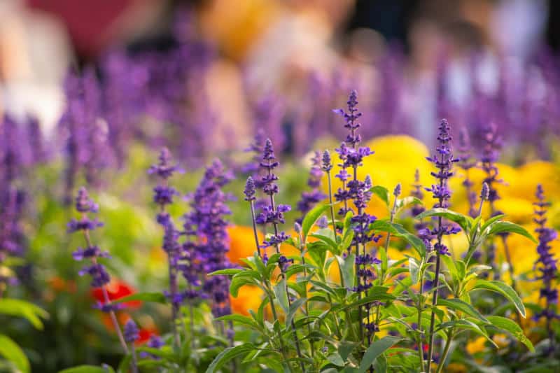 wildlife flowers