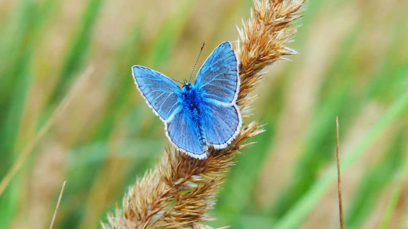 butterfly wheat