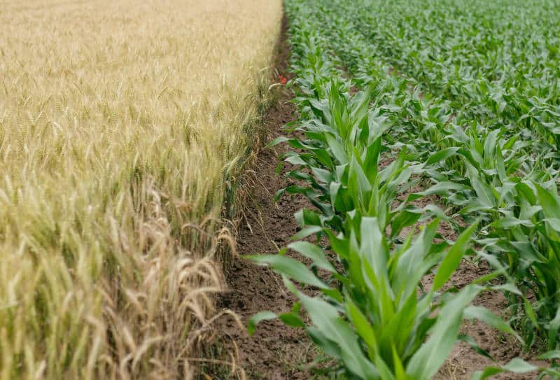 crop rotation