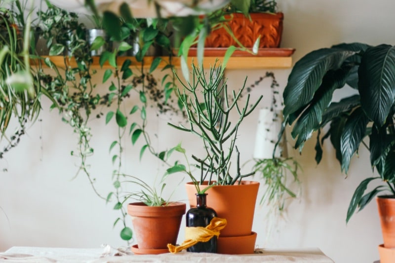 Apartment Gardening – 5 Easy Beginner Tips To Get Started