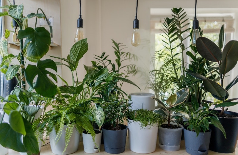 apartment gardening ideas