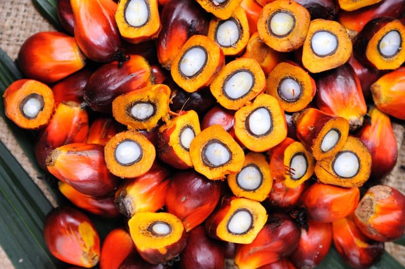 palm oil fruit