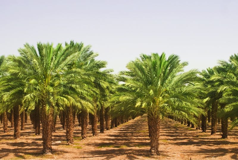 palm oil trees