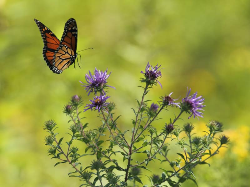 wildlife gardening tips