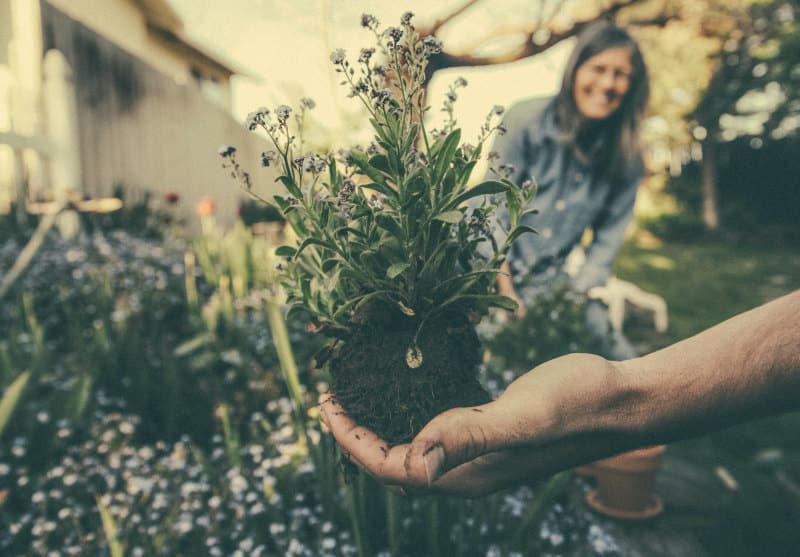 wildlife gardening