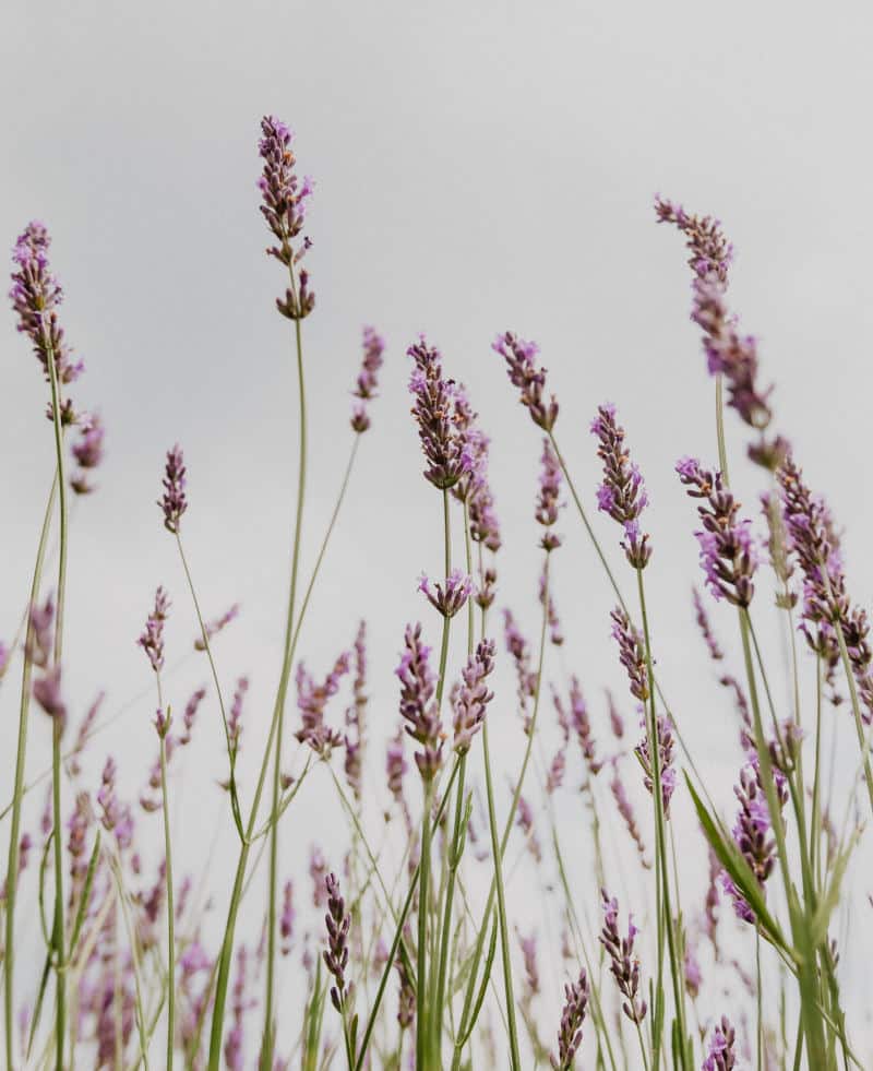 bee friendly flowers lavender