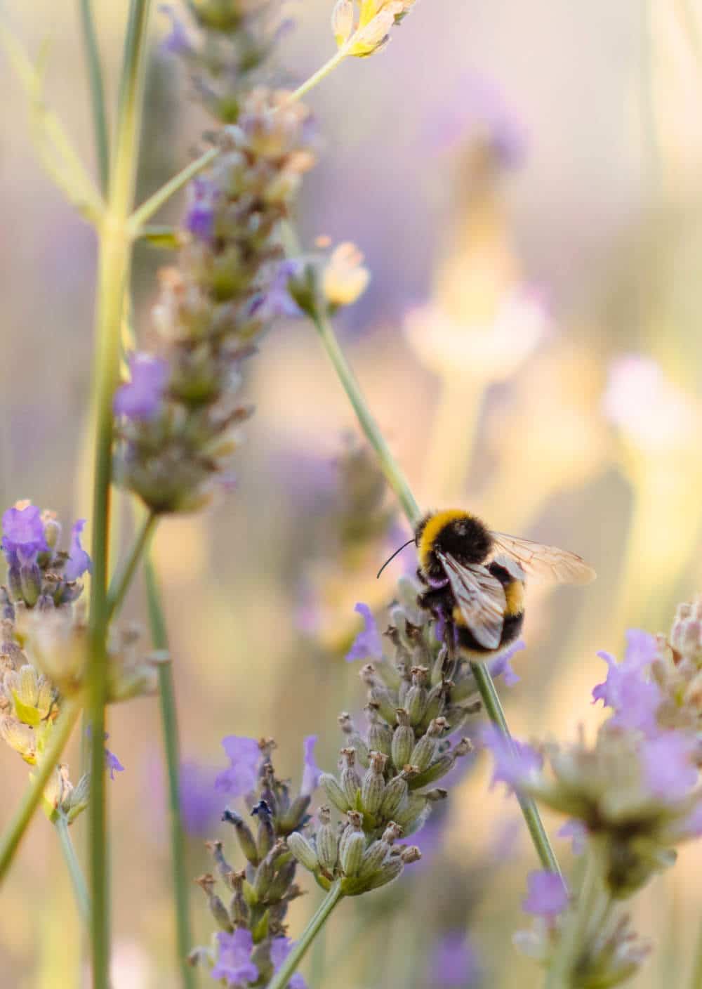 Bee Gardens: How to Create a Sustainable Bee-friendly Garden