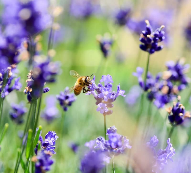 bee gardens