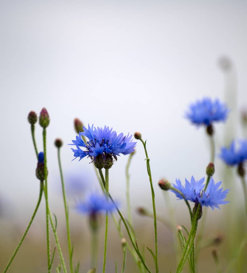 best flowers for bees cornflowers