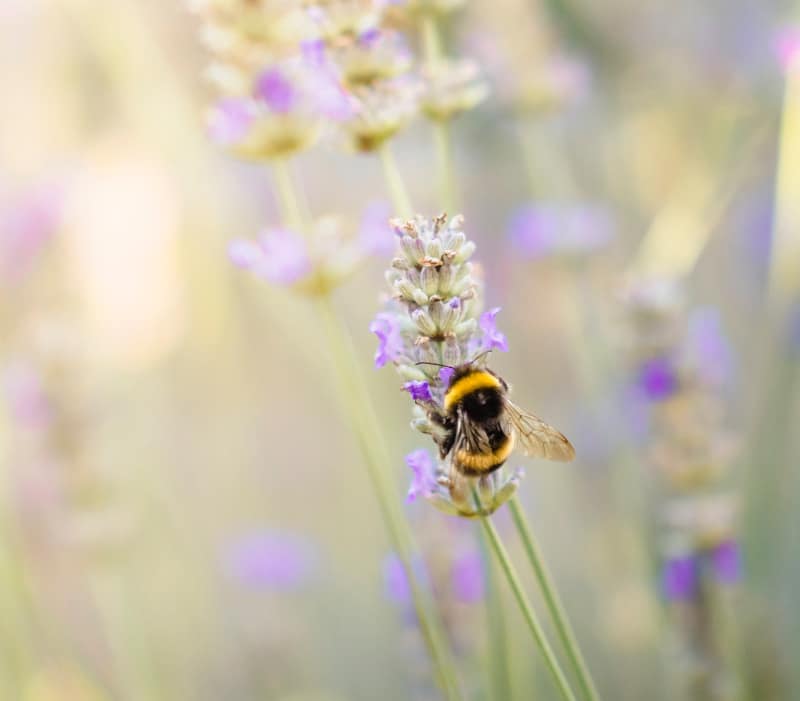 flowers for bees