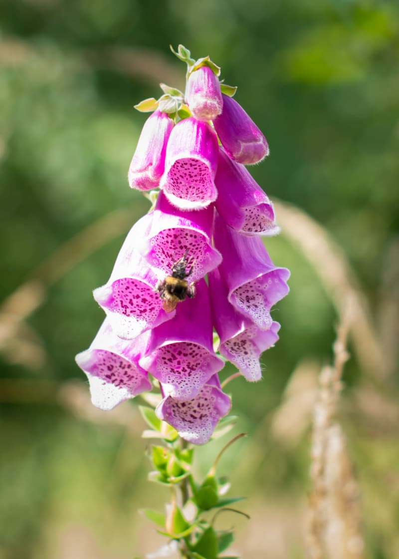 foxgloves flowers and bees