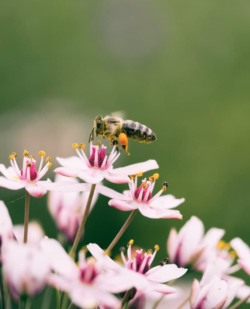 how to make a bee garden