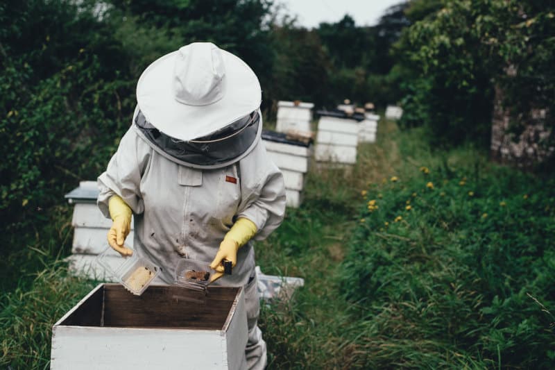 how to save the bees