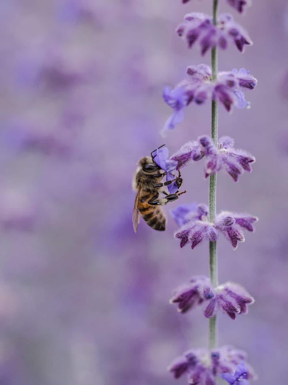 Save The Bees – 10 Ways You Can Become More Bee-Friendly