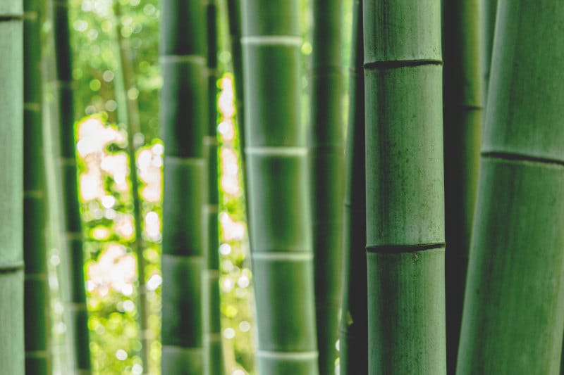 sustainable bamboo