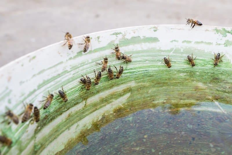 bee bath in garden