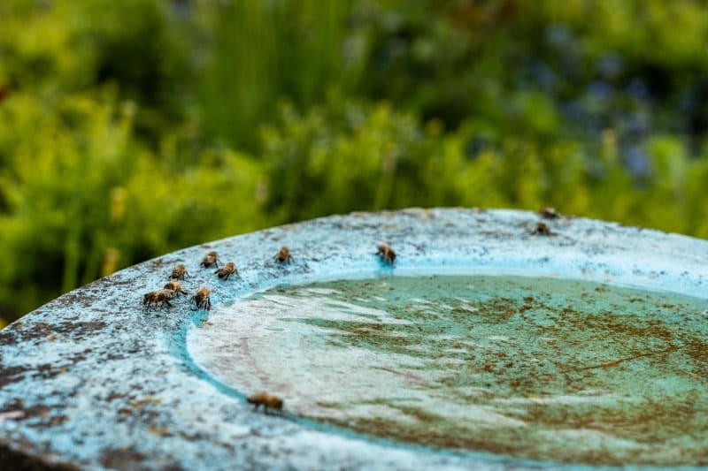 bees at bee bath