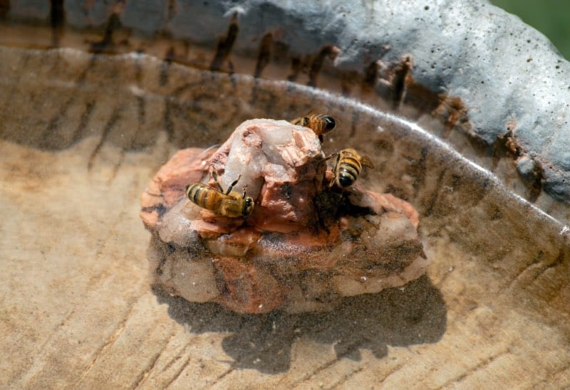 how to create a bee bath