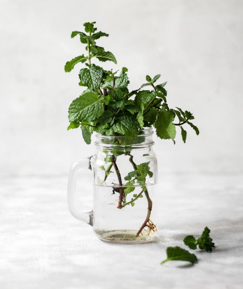 natural bee repellent peppermint in a jar