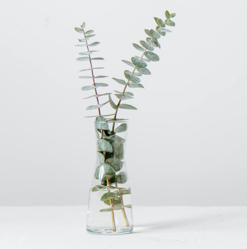 twigs of eucalyptus in a jar as natural bee repellent