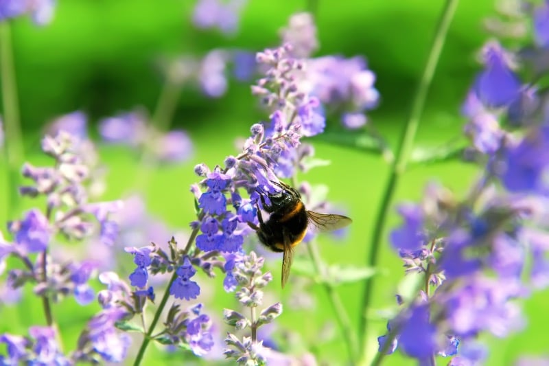 bee sitting on catmint flower