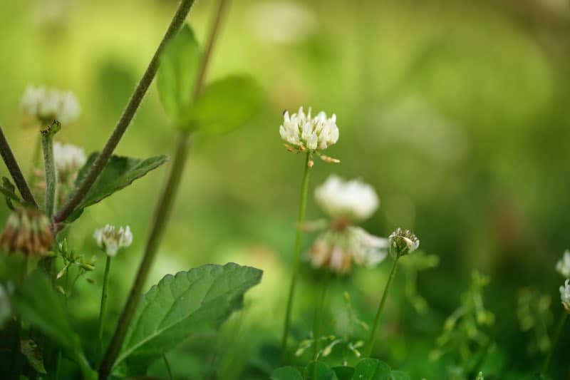 clover flower for bee