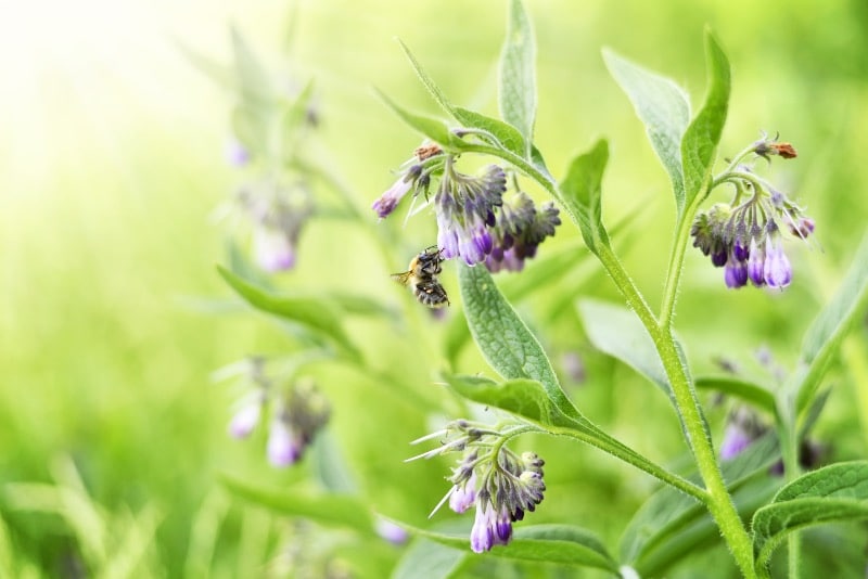 comfrey flowers for bee