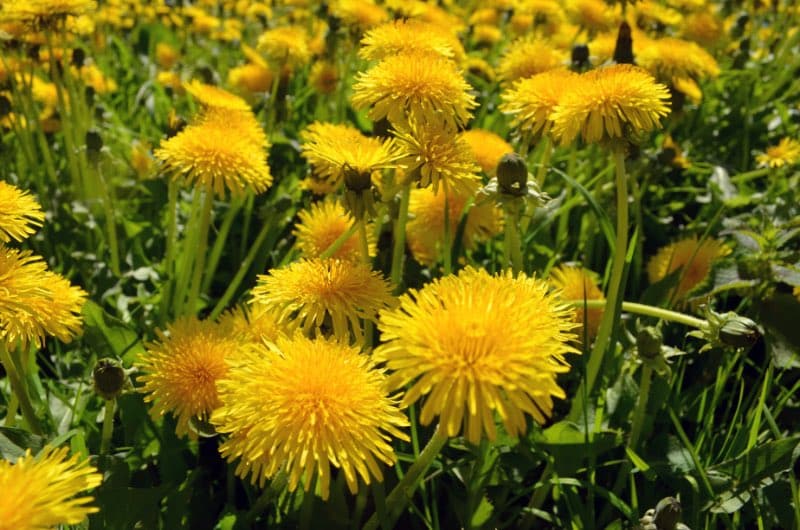 field with dandelion flowers for bees