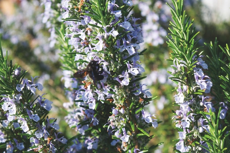 rosemary flower for bees