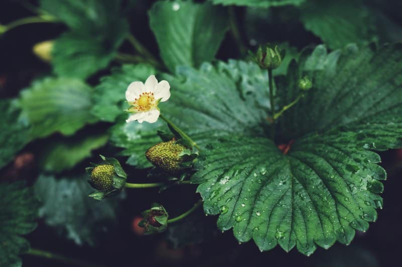 strawberry flowers for bees