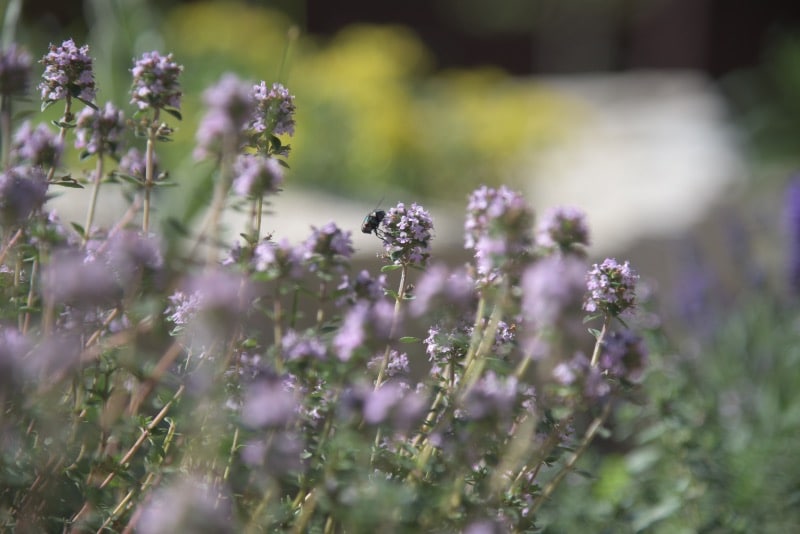 thyme flowers for bees