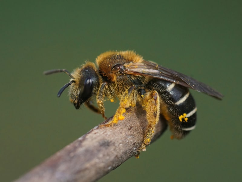 Halictidae bee
