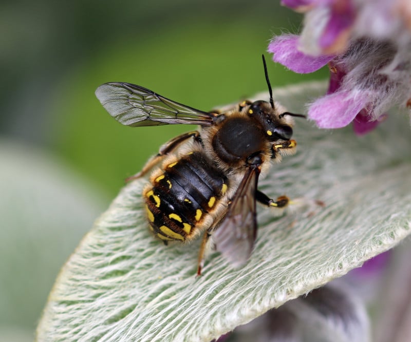 Megachilidae bee