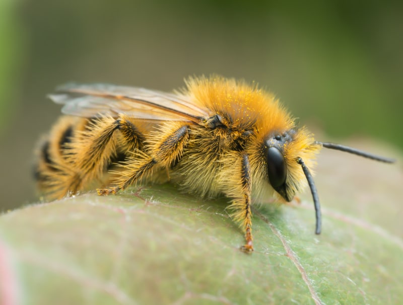 Melittidae bee