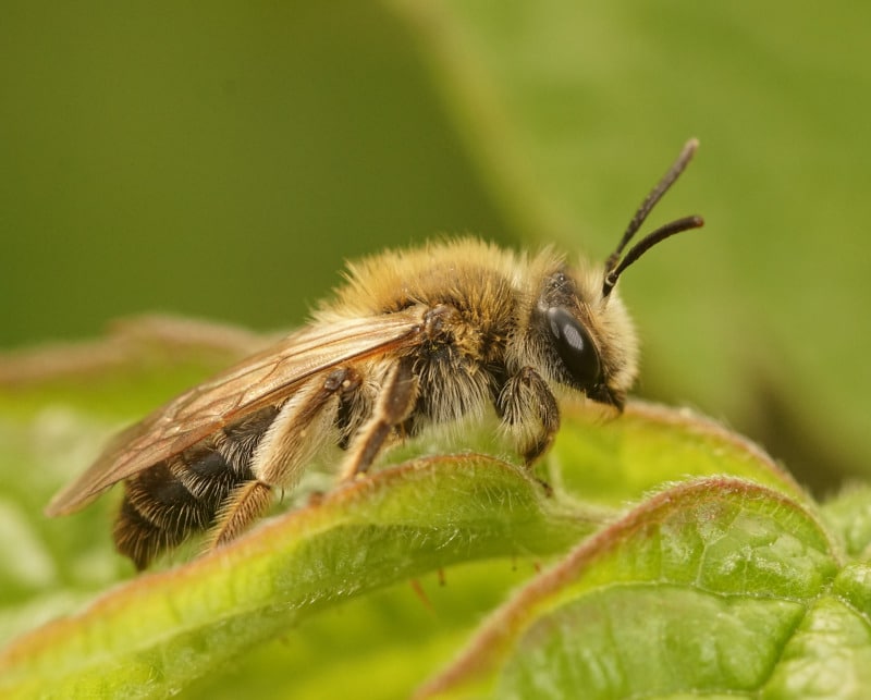 25 Most Common Types of Bees to Identify In Your Garden