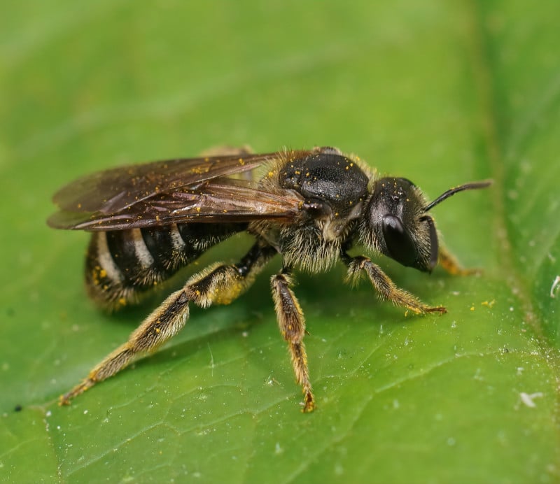 base banded furrow bee