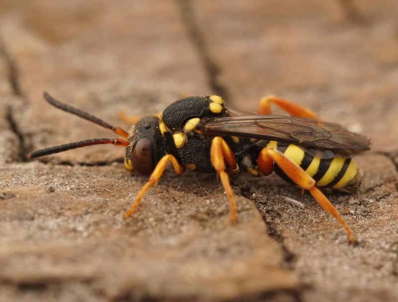 blunhorn bee