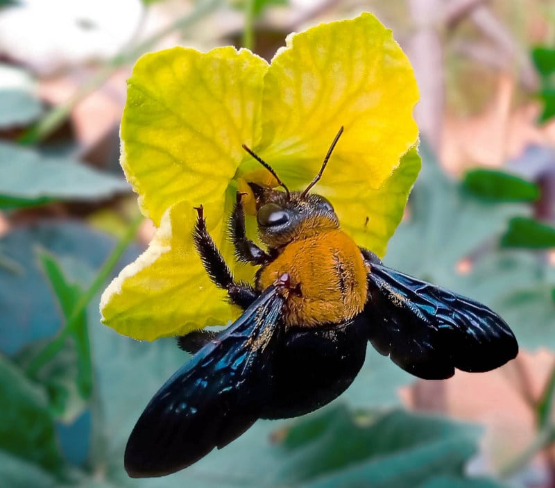 carpenter bee